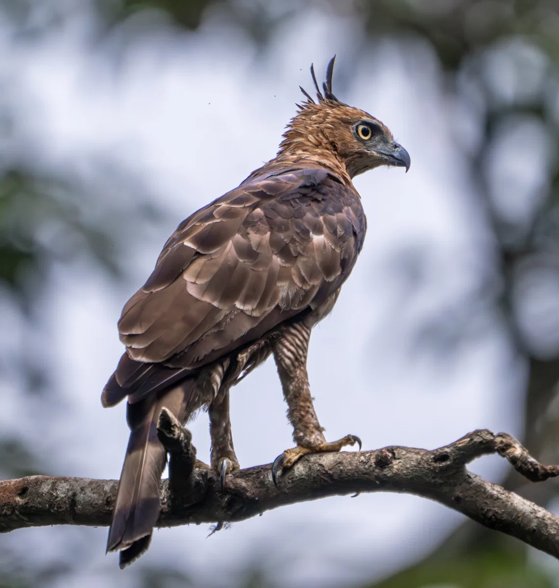Birds photograph — Malaysia, Borneo