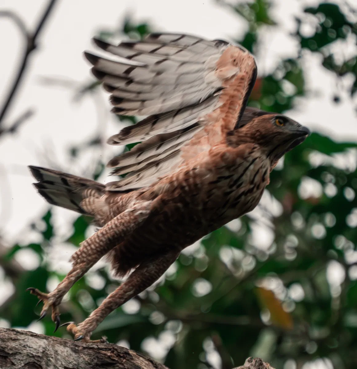 Birds photograph — Malaysia, Borneo