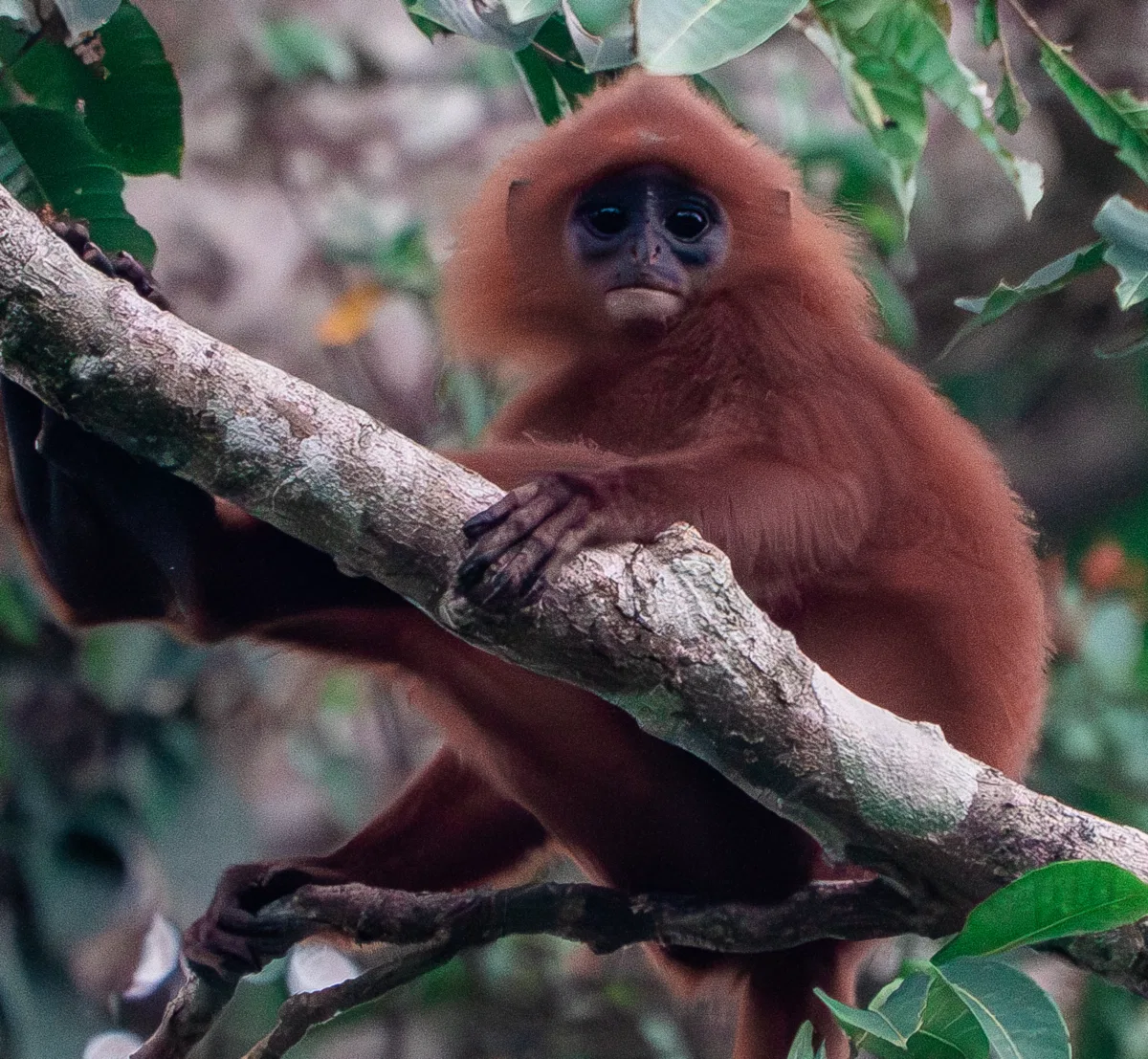 Mammals photograph — Malaysia, Borneo