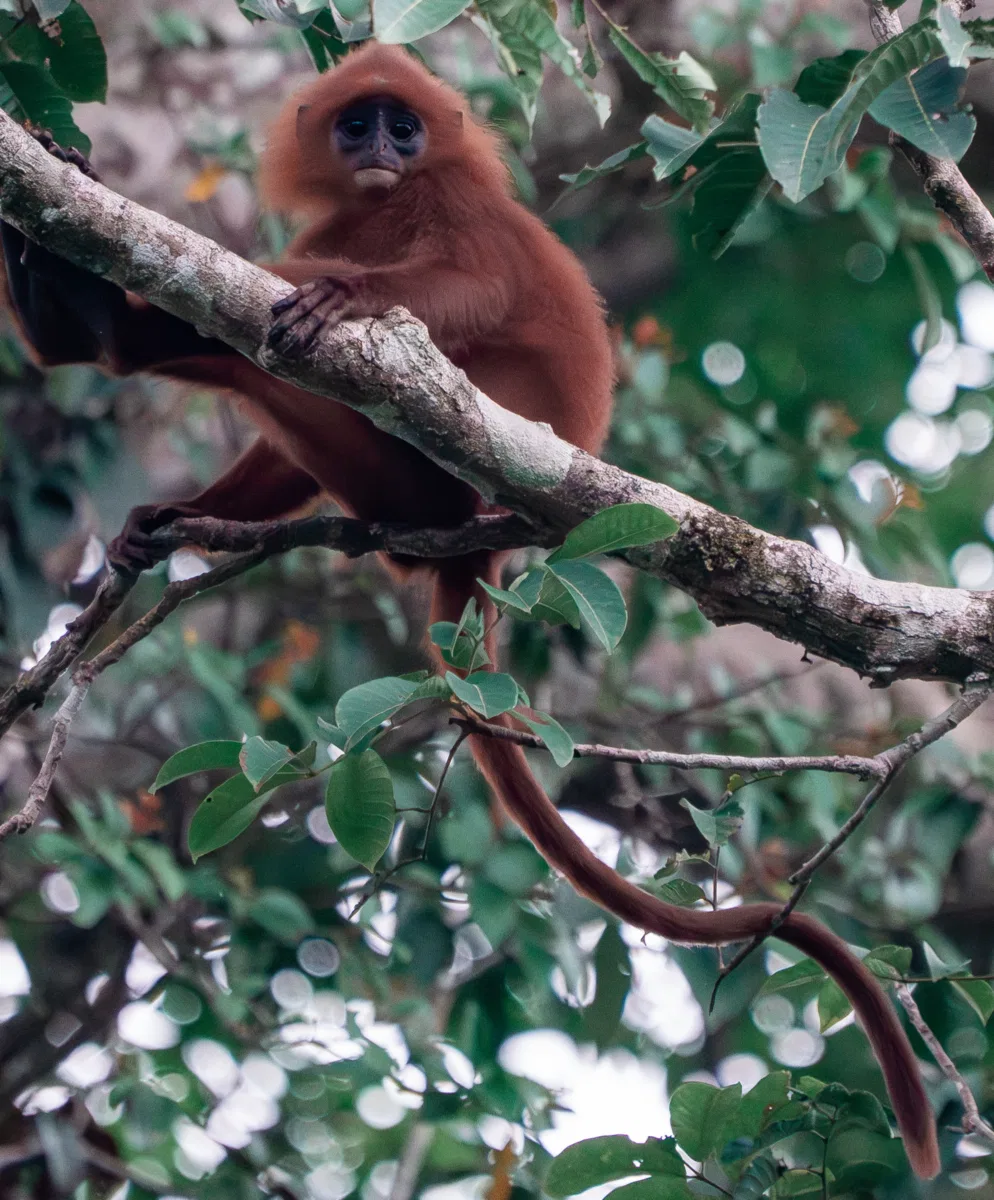 Mammals photograph — Malaysia, Borneo