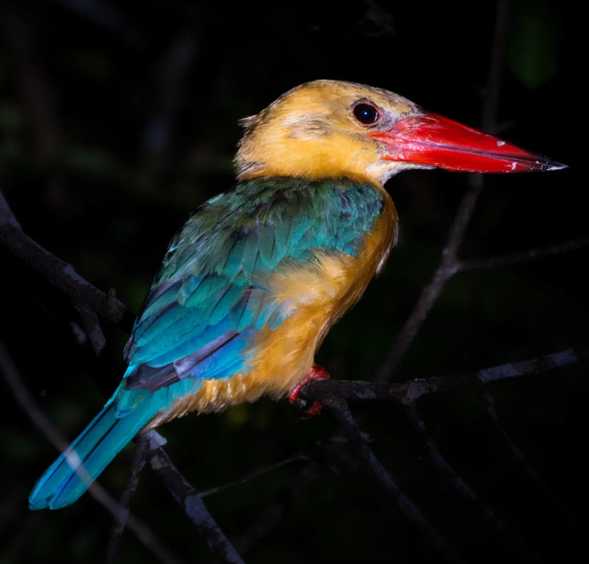 Birds photograph — Malaysia, Borneo