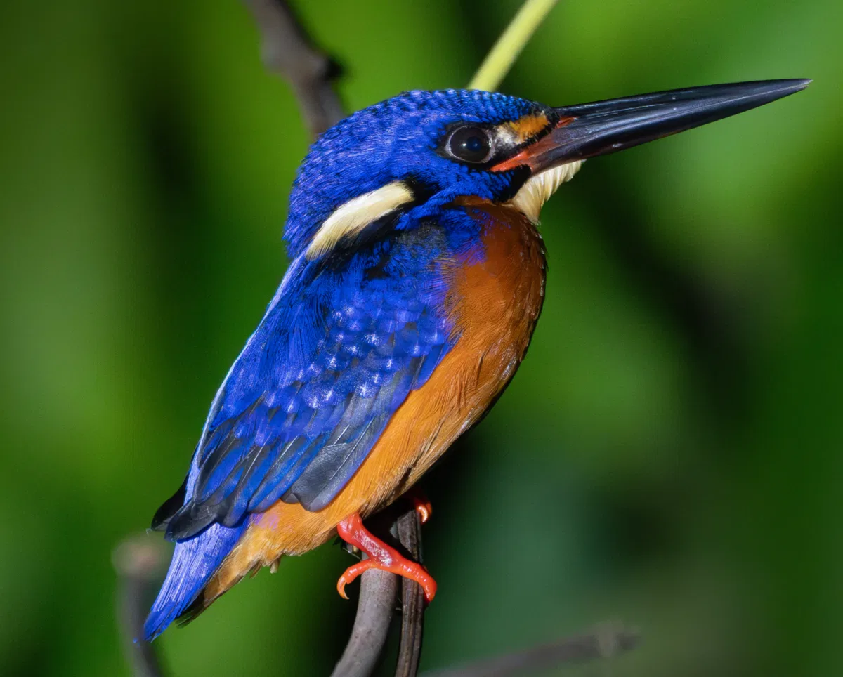 Birds photograph — Malaysia, Borneo