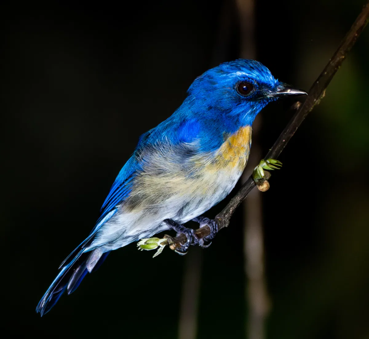 Birds photograph — Malaysia, Borneo