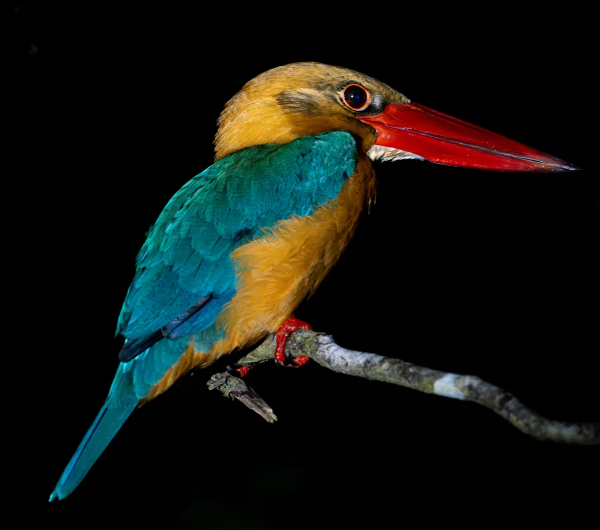 Birds photograph — Malaysia, Borneo