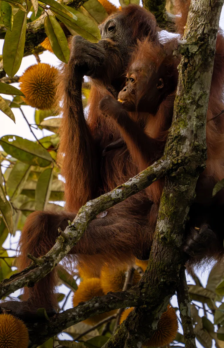 Mammals photograph — Malaysia, Borneo