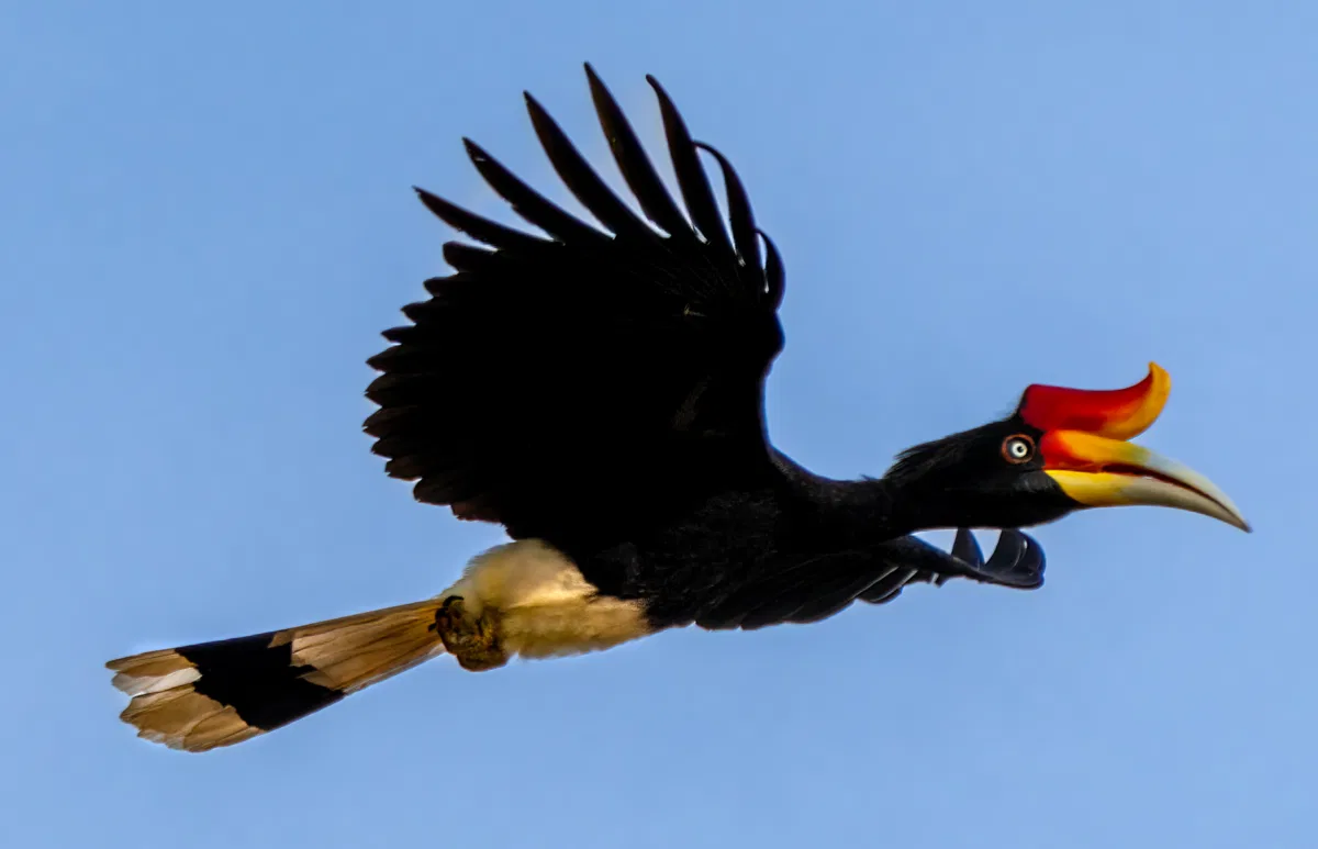 Birds photograph — Malaysia, Borneo