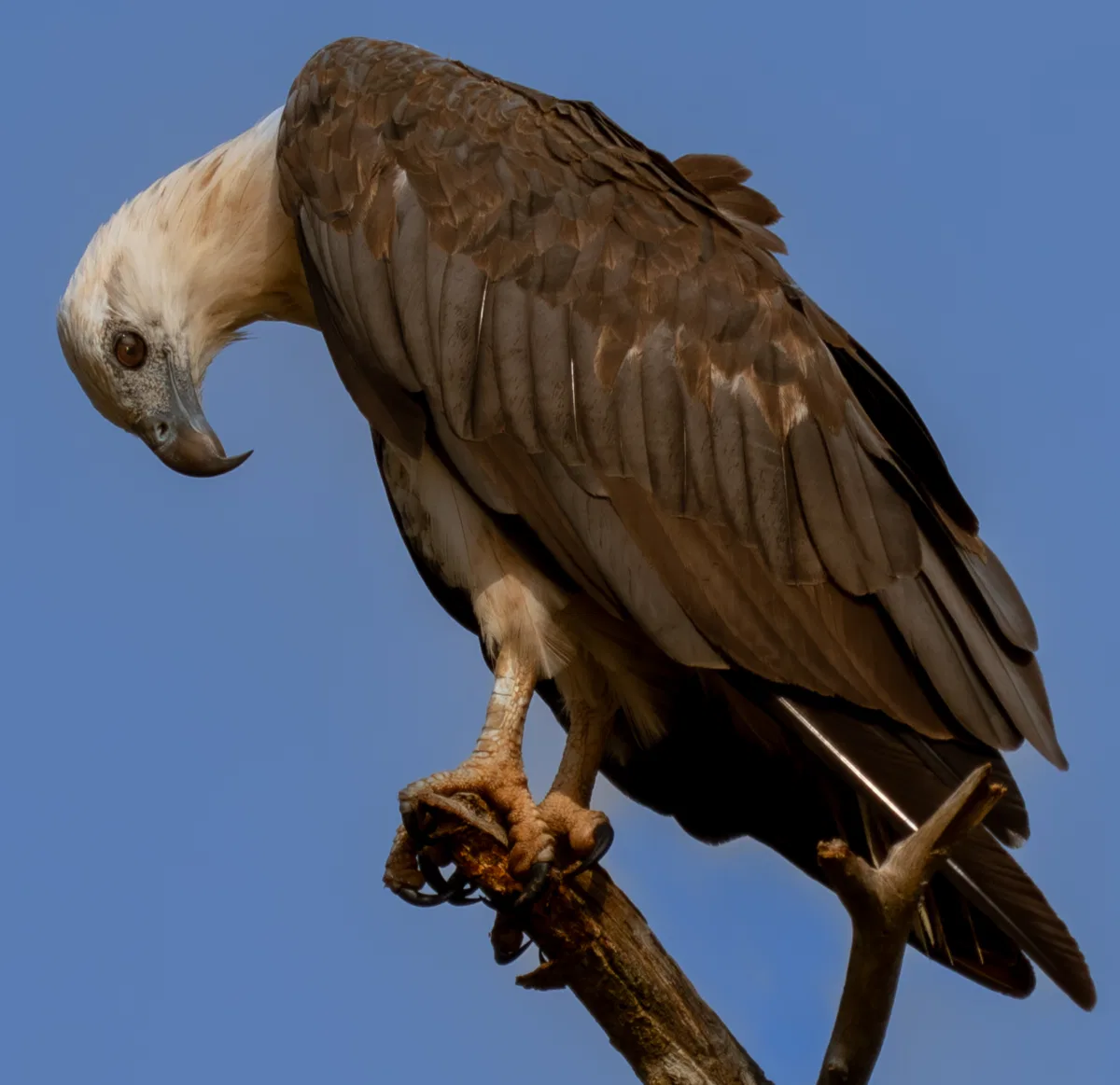 Birds photograph — Malaysia, Borneo