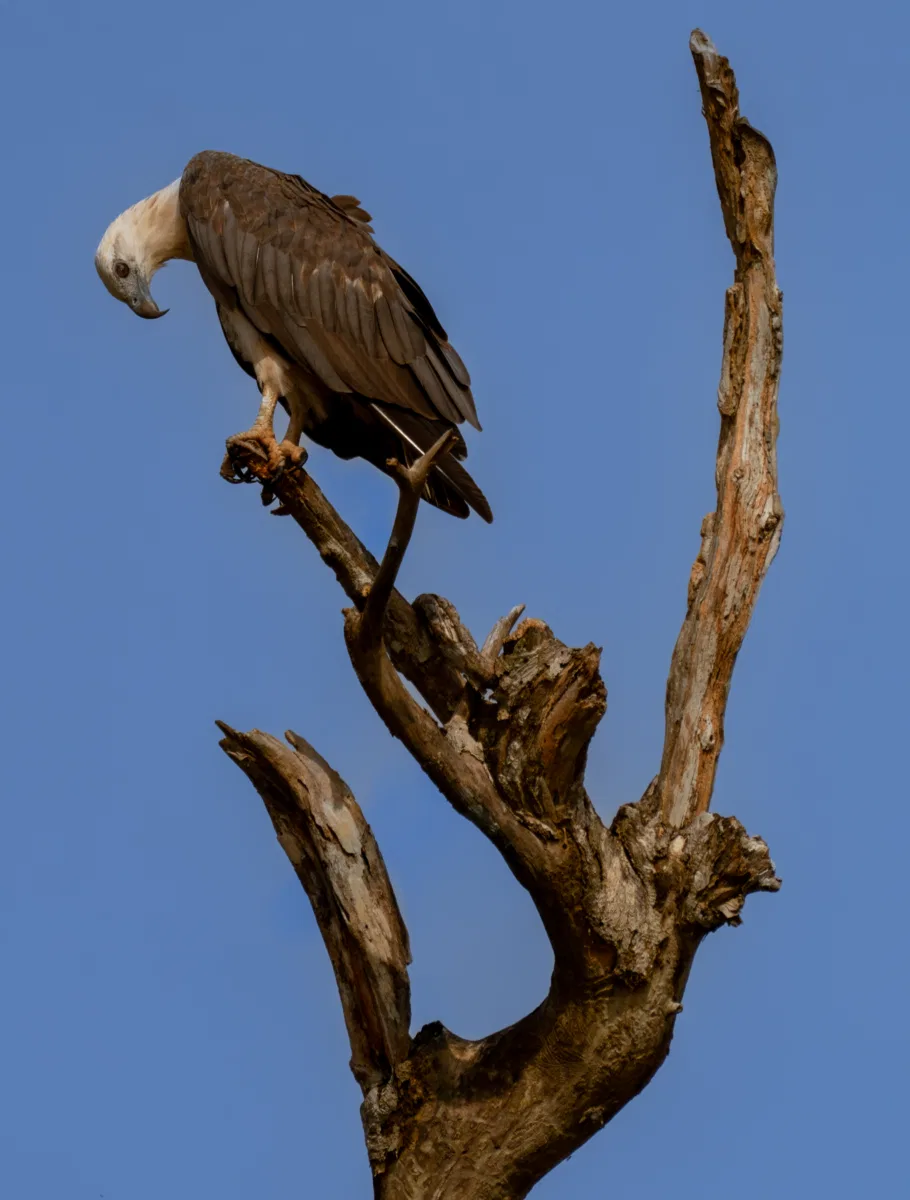 Birds photograph — Malaysia, Borneo