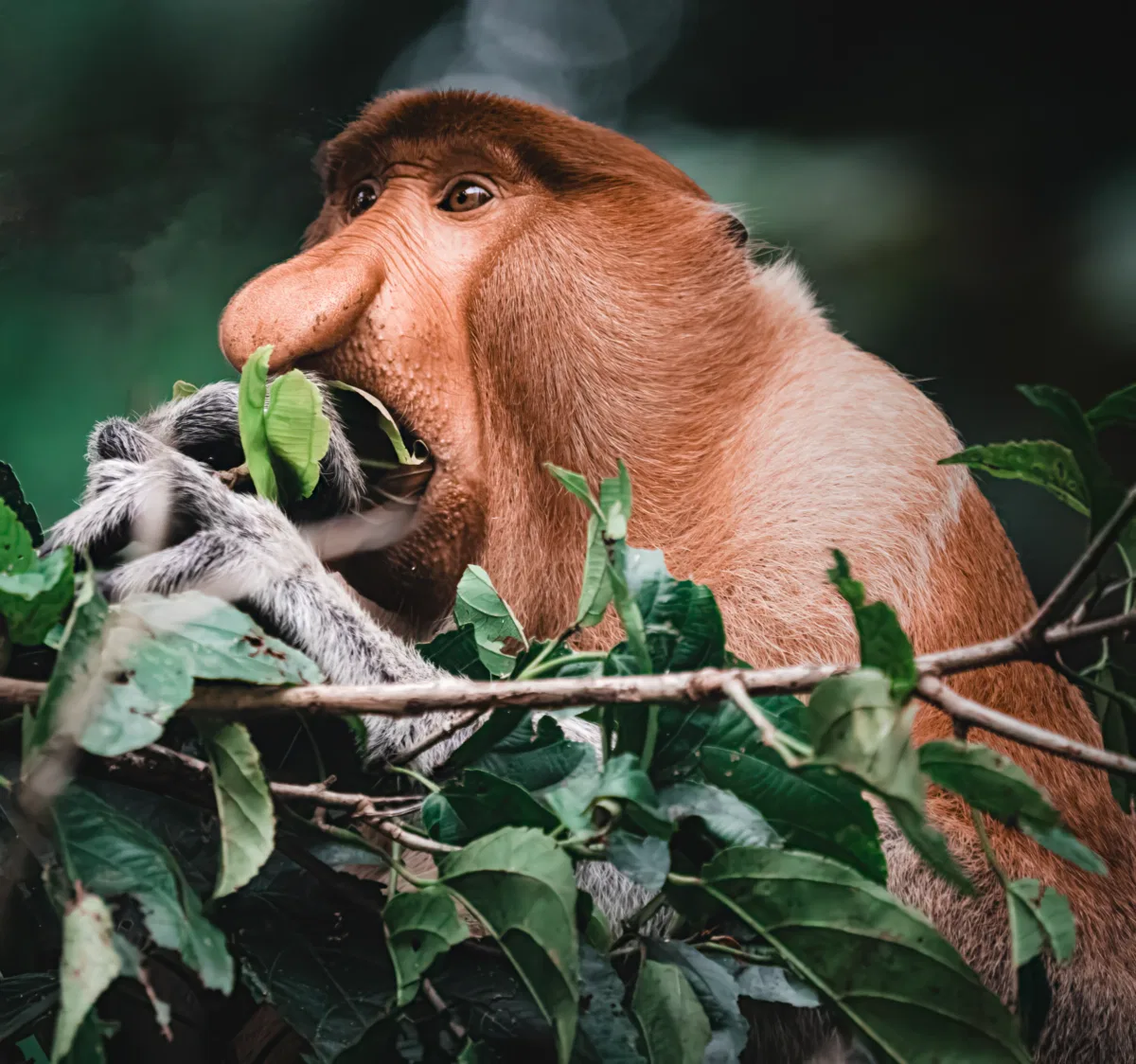 Mammals photograph — Malaysia, Borneo