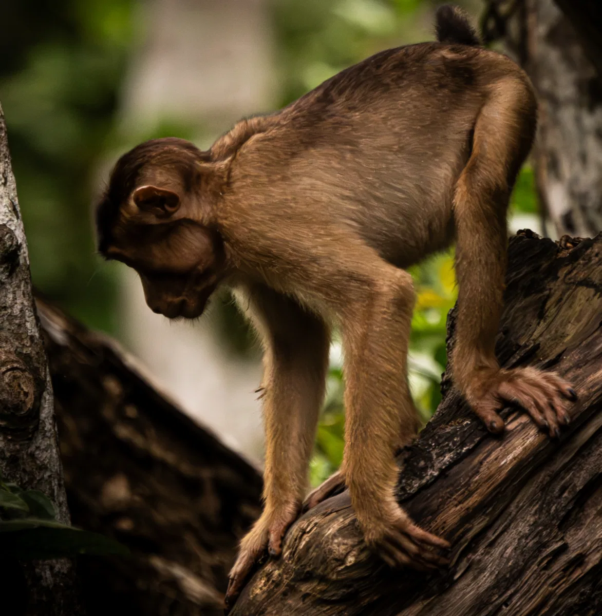 Mammals photograph — Malaysia, Borneo