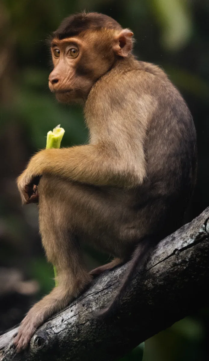 Mammals photograph — Malaysia, Borneo