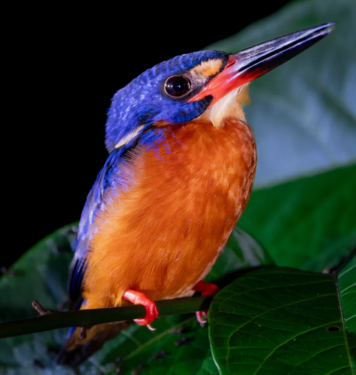Birds photograph — Malaysia, Borneo