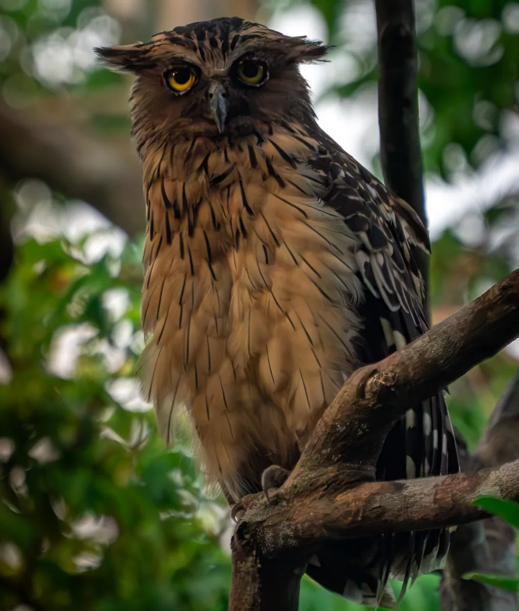 Birds photograph — Malaysia, Borneo
