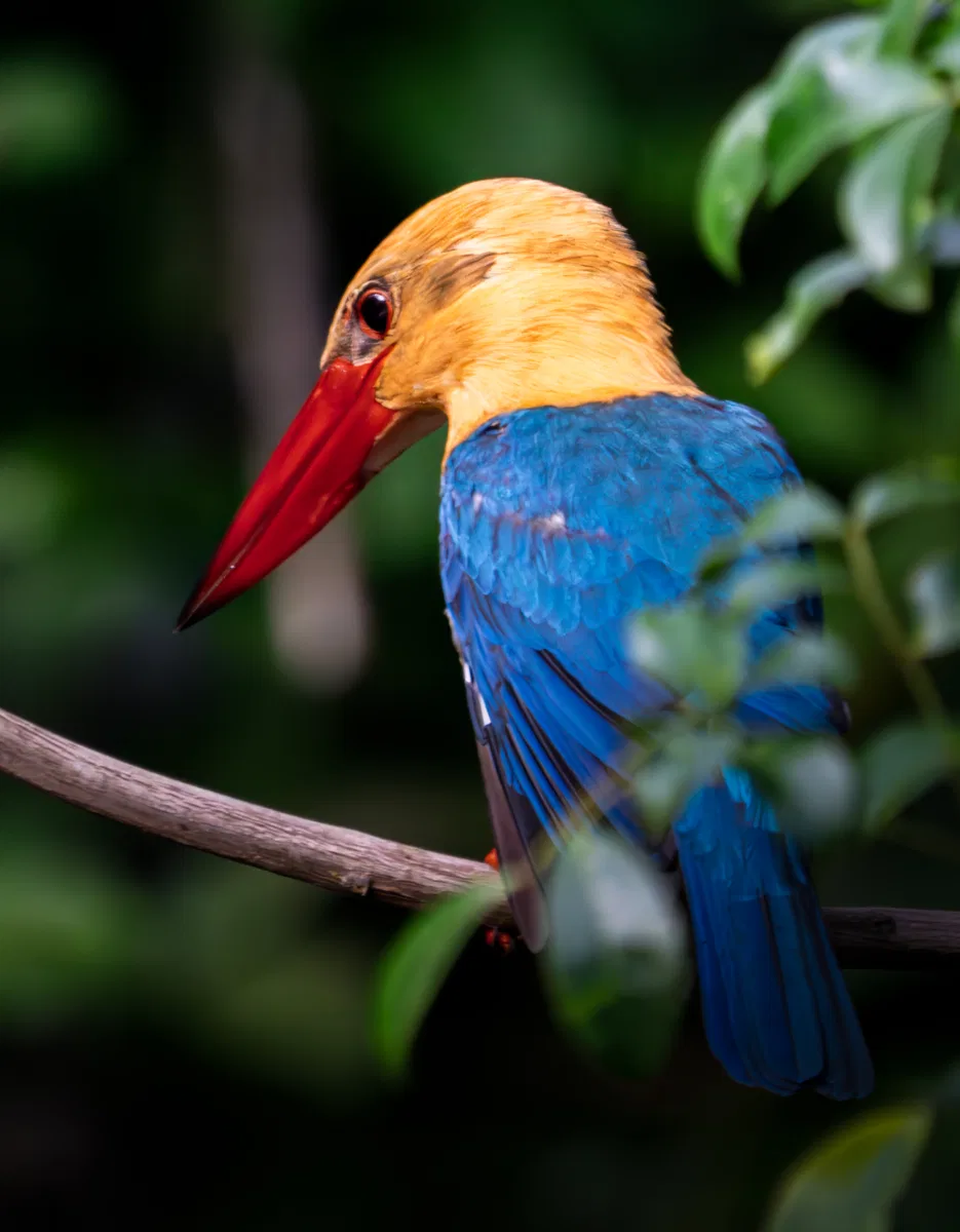 Birds photograph — Malaysia, Borneo