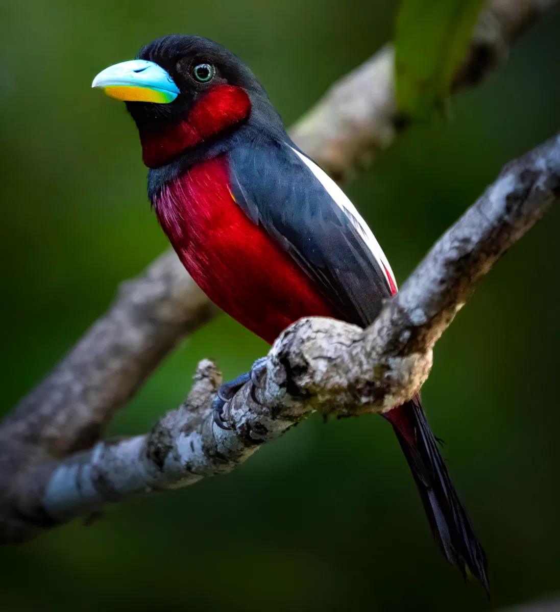 Birds photograph — Malaysia, Borneo