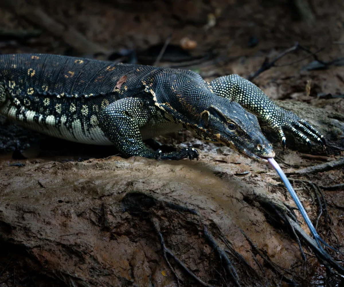 Frogs & Reptiles photograph — Malaysia, Borneo
