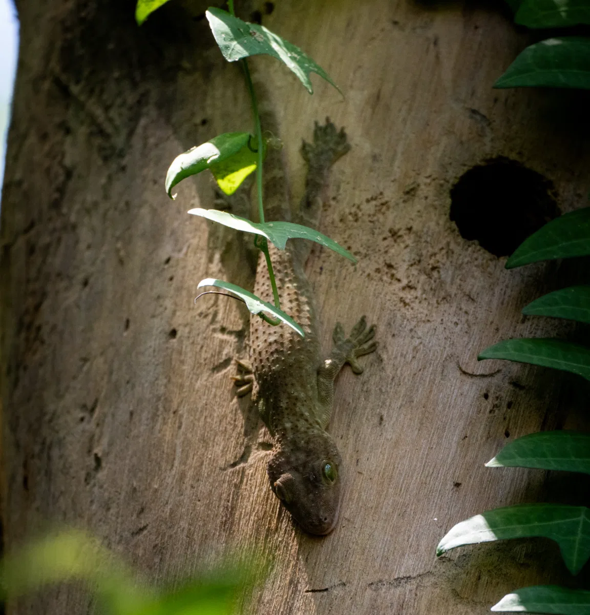 Frogs & Reptiles photograph — Malaysia, Borneo