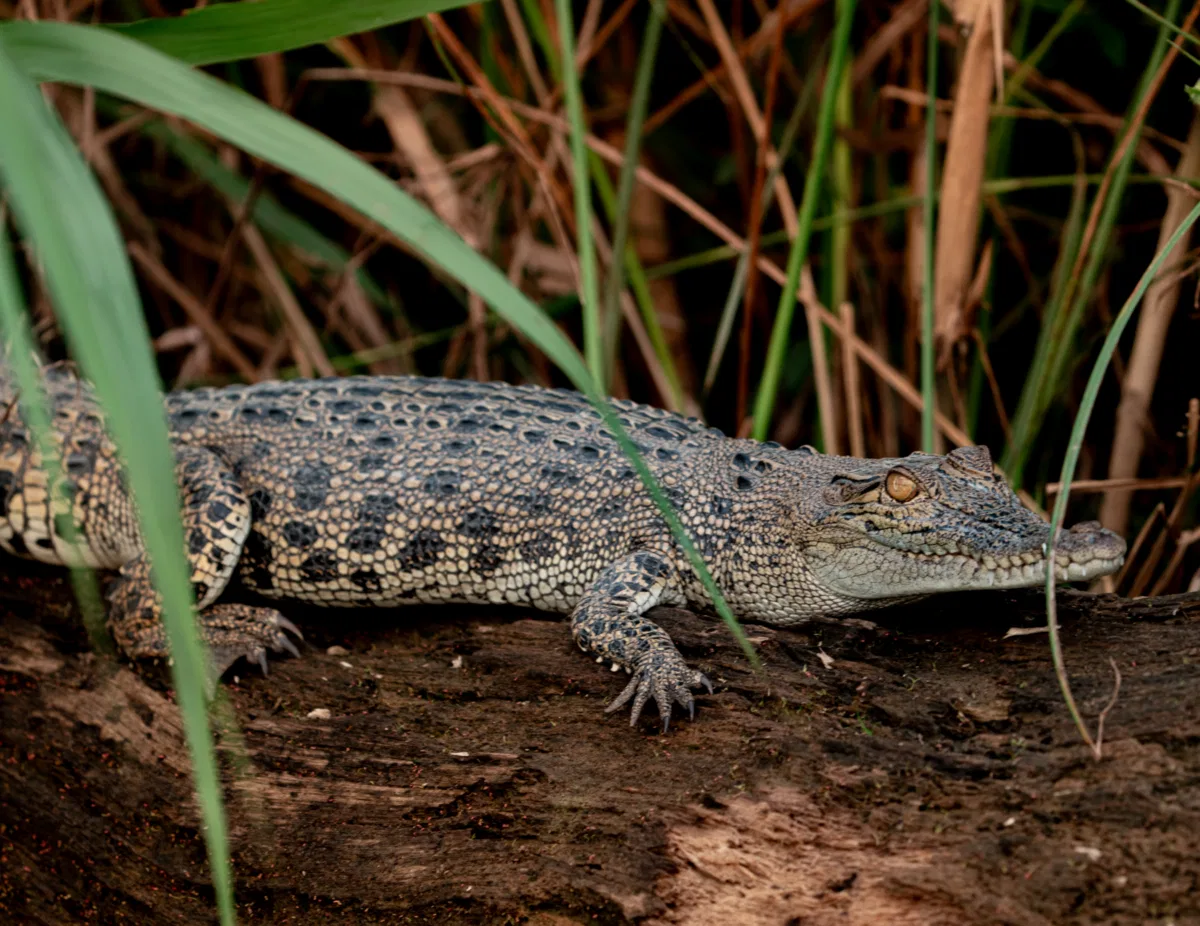 Frogs & Reptiles photograph — Malaysia, Borneo