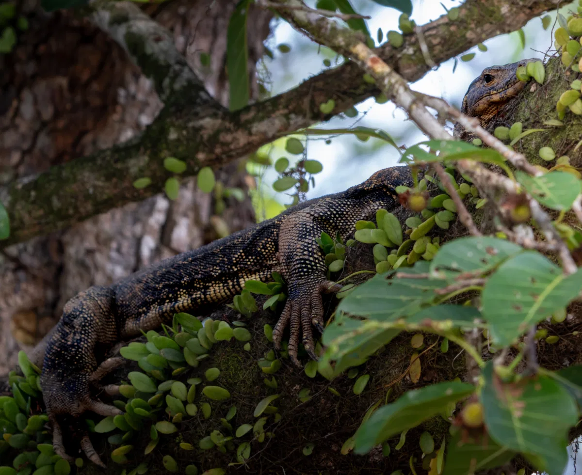 Frogs & Reptiles photograph — Malaysia, Borneo