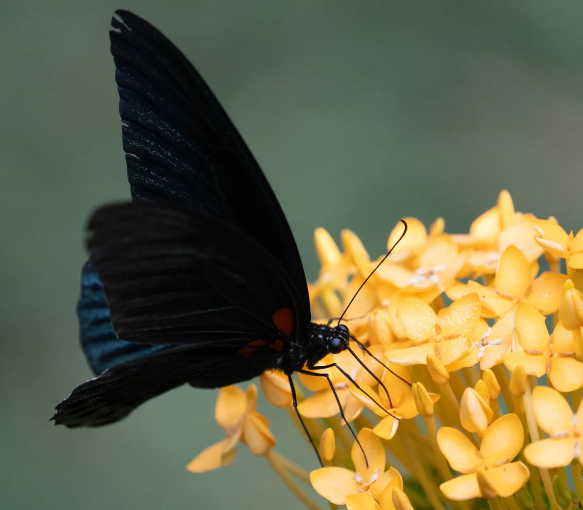 Insects & Spiders photograph — Malaysia, Borneo