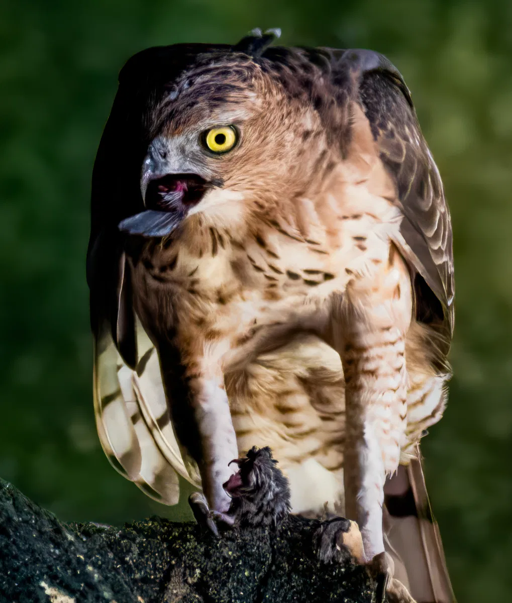 Birds photograph — Malaysia, Borneo