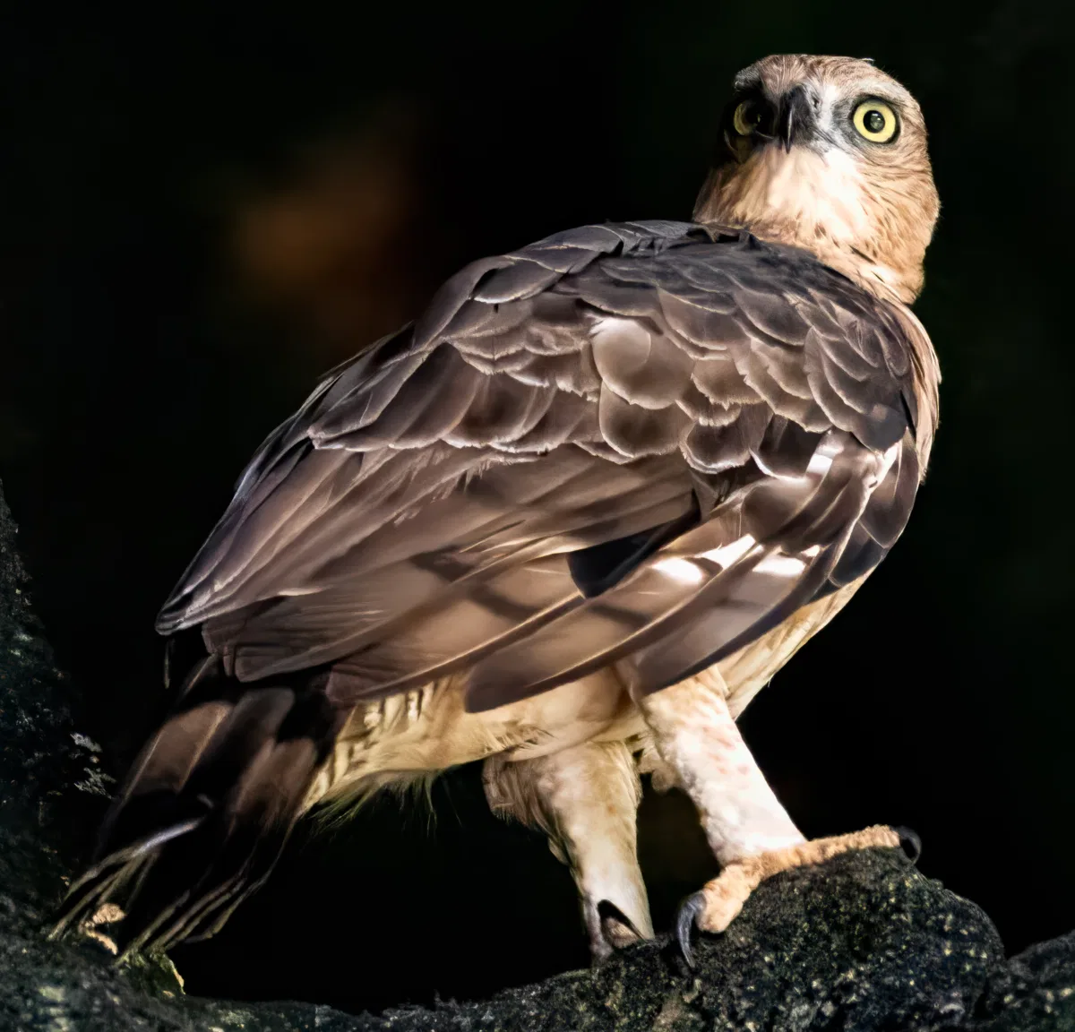 Birds photograph — Malaysia, Borneo