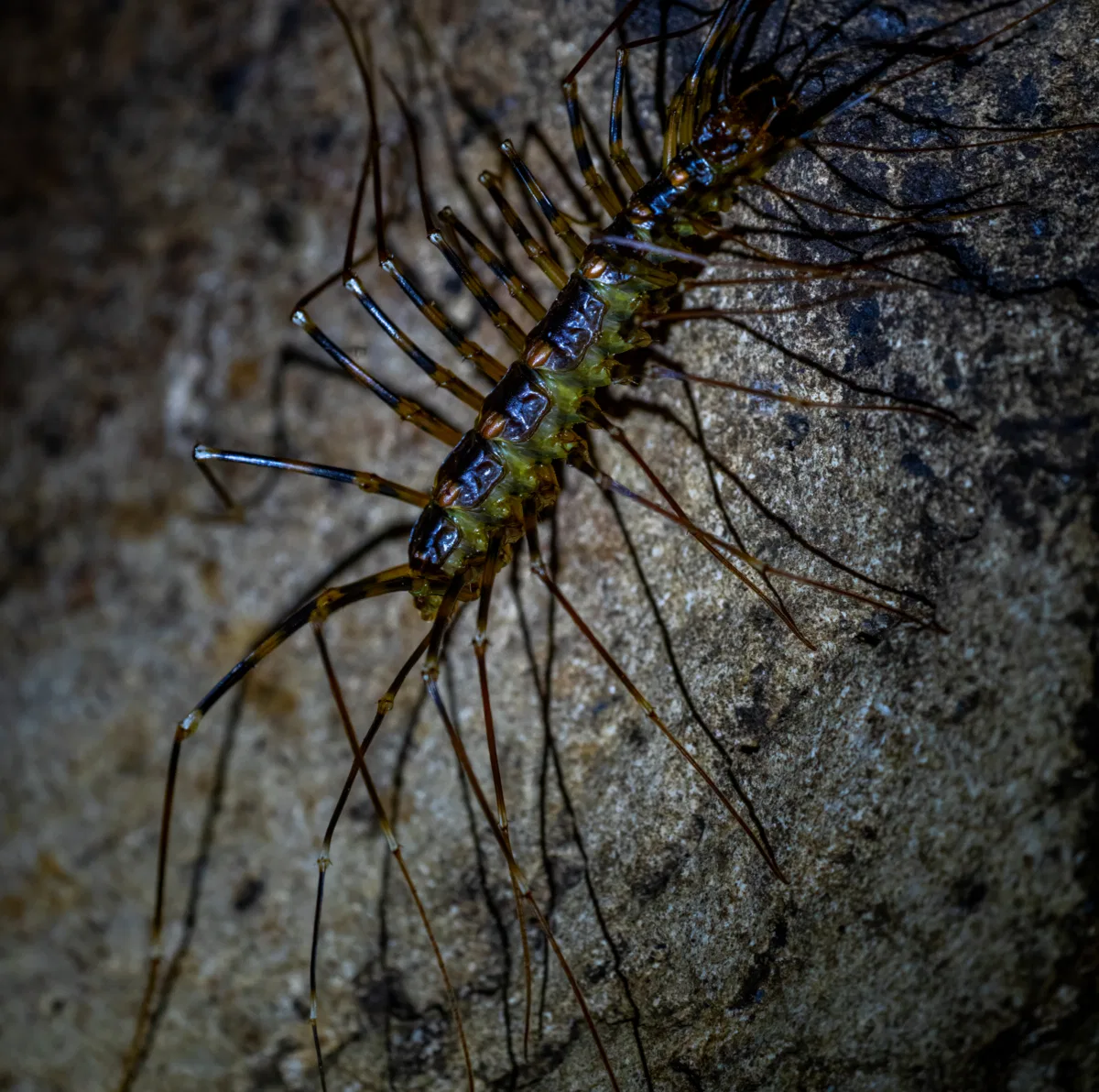 Macro photograph — Malaysia, Borneo