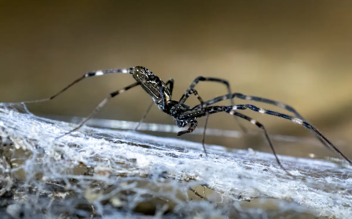 Insects & Spiders photograph — Malaysia, Borneo