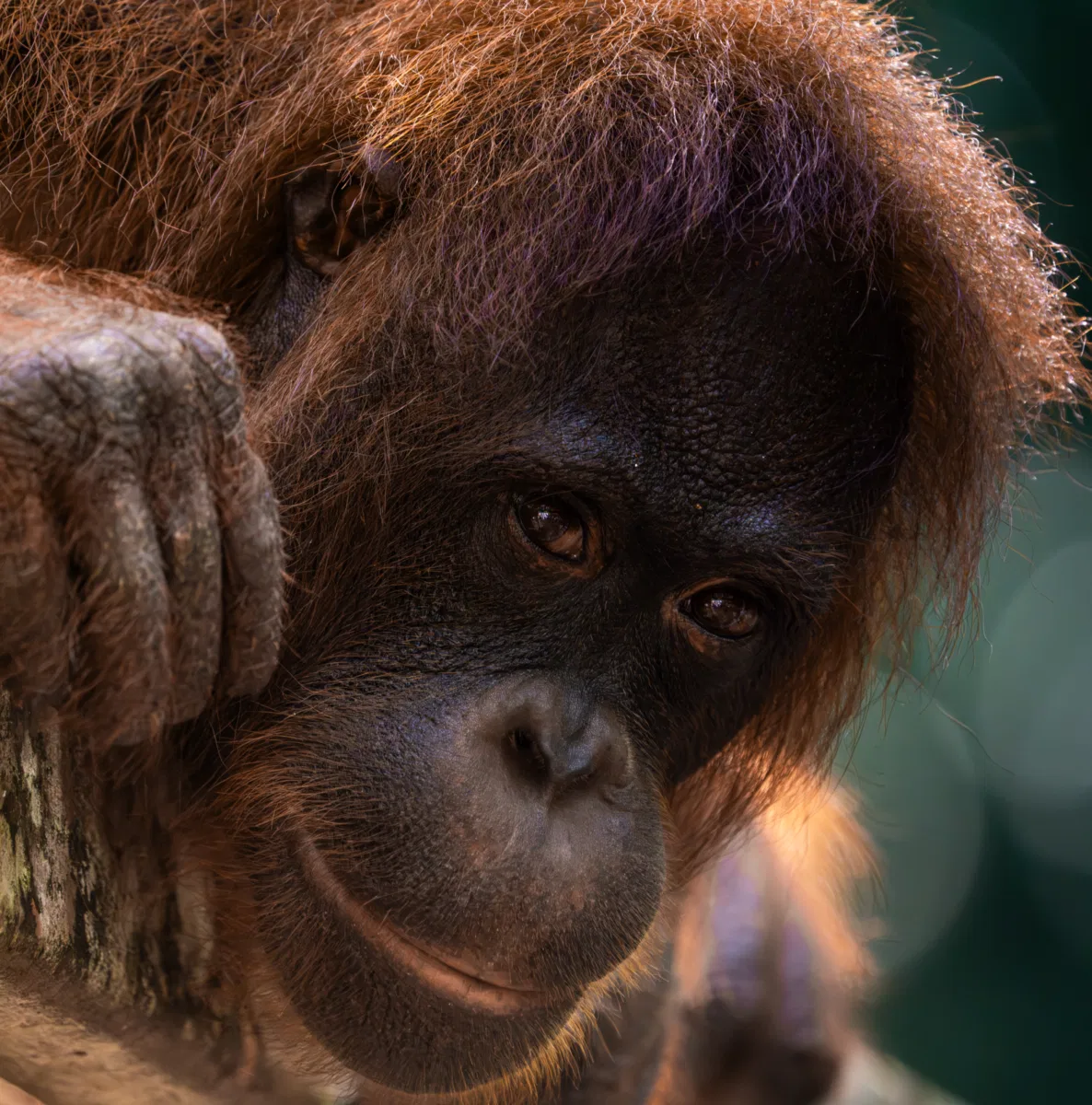 Mammals photograph — Malaysia, Borneo