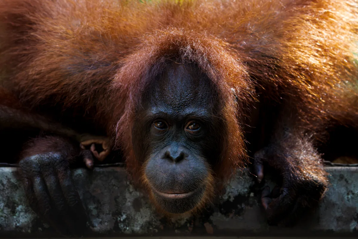 Mammals photograph — Malaysia, Borneo