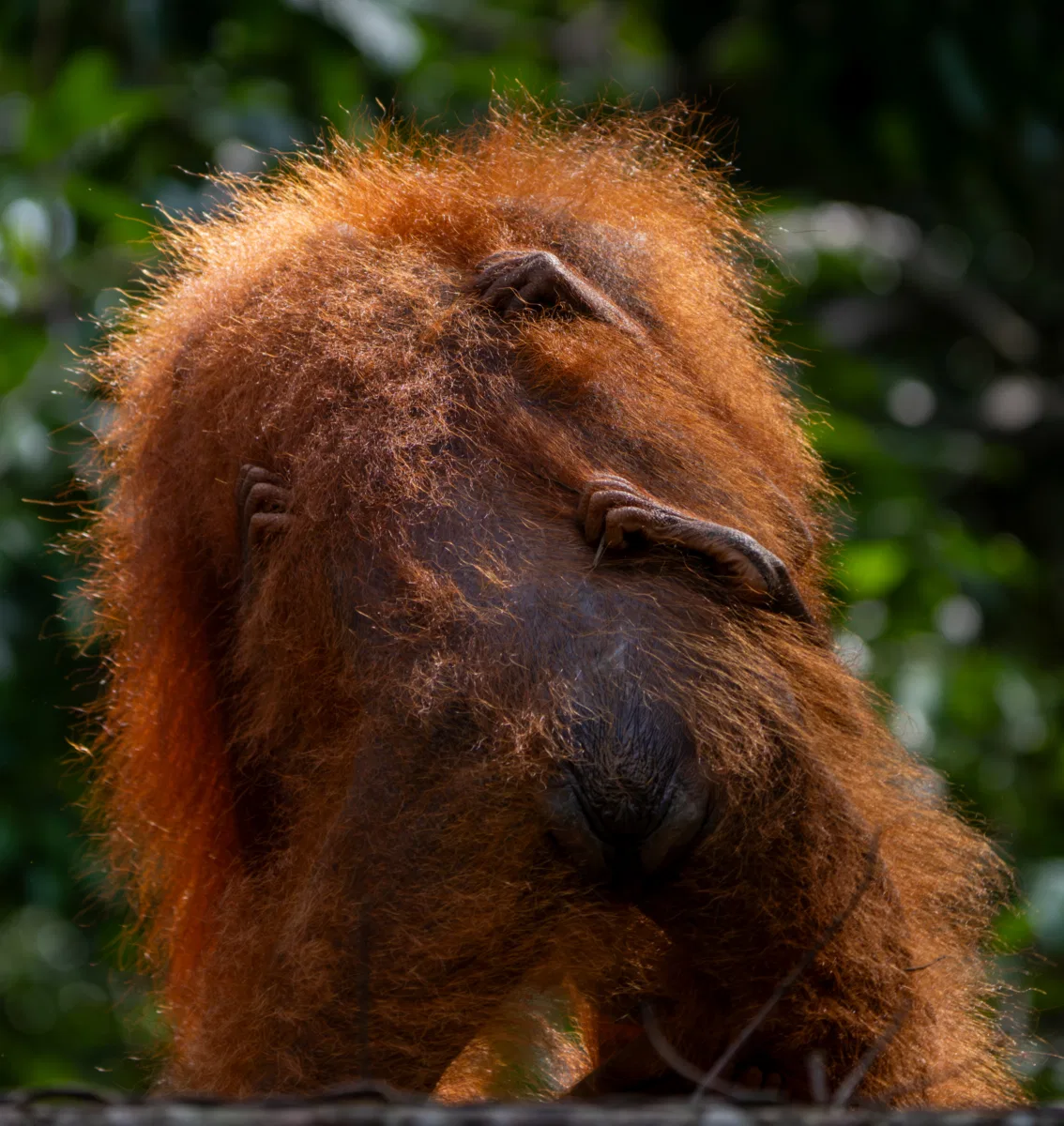 Mammals photograph — Malaysia, Borneo