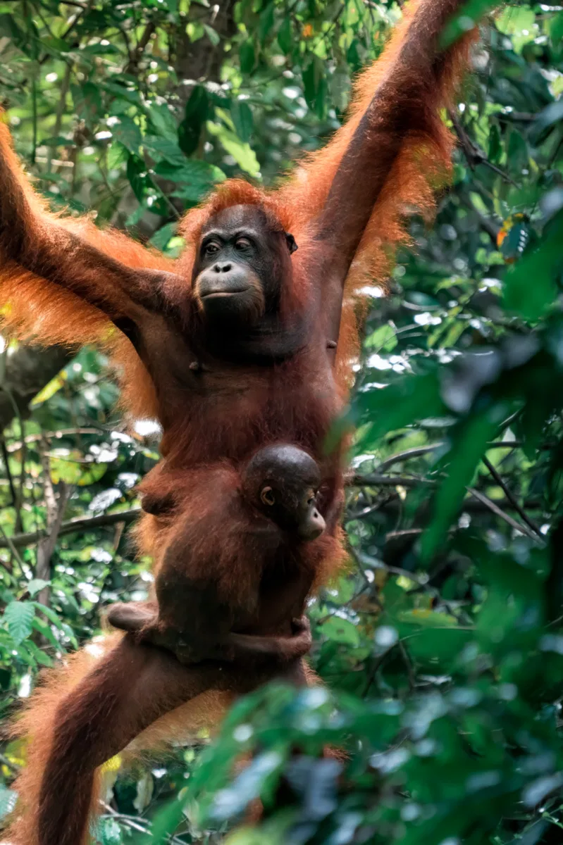 Mammals photograph — Malaysia, Borneo