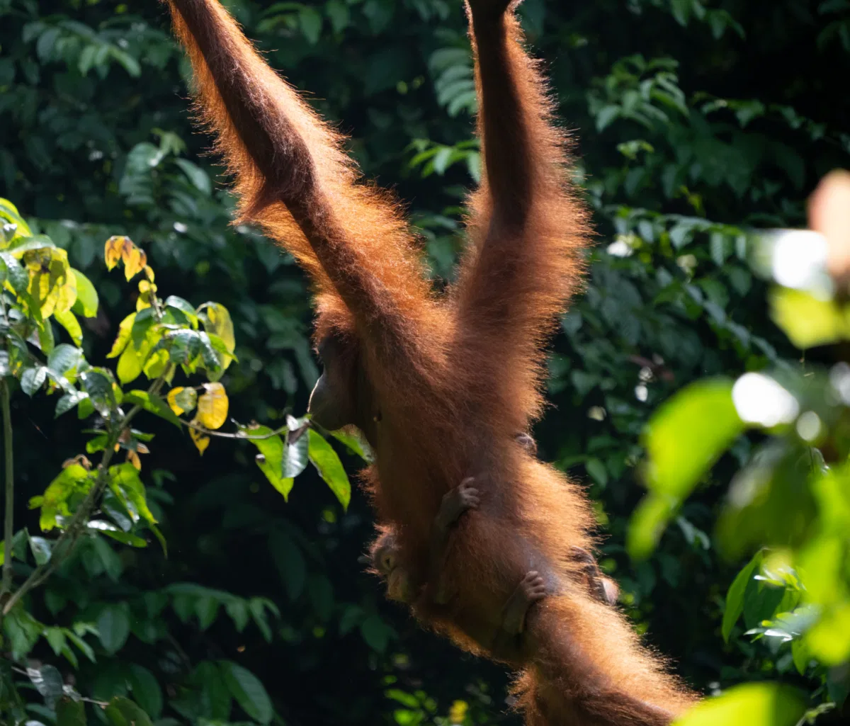Mammals photograph — Malaysia, Borneo