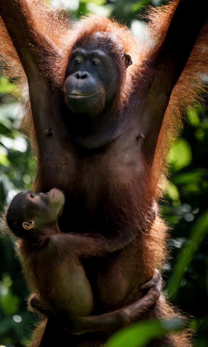 Mammals photograph — Malaysia, Borneo