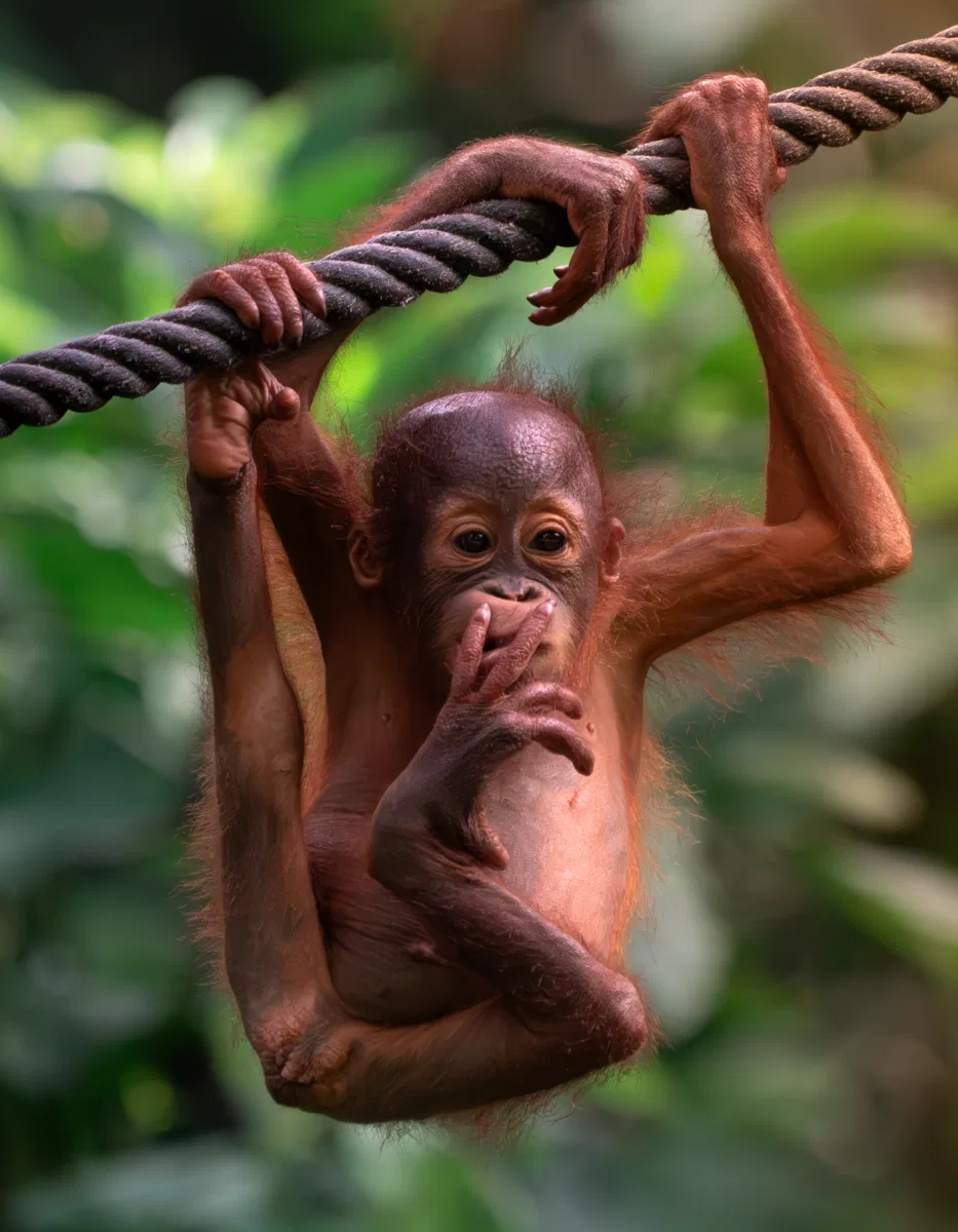 Mammals photograph — Malaysia, Borneo