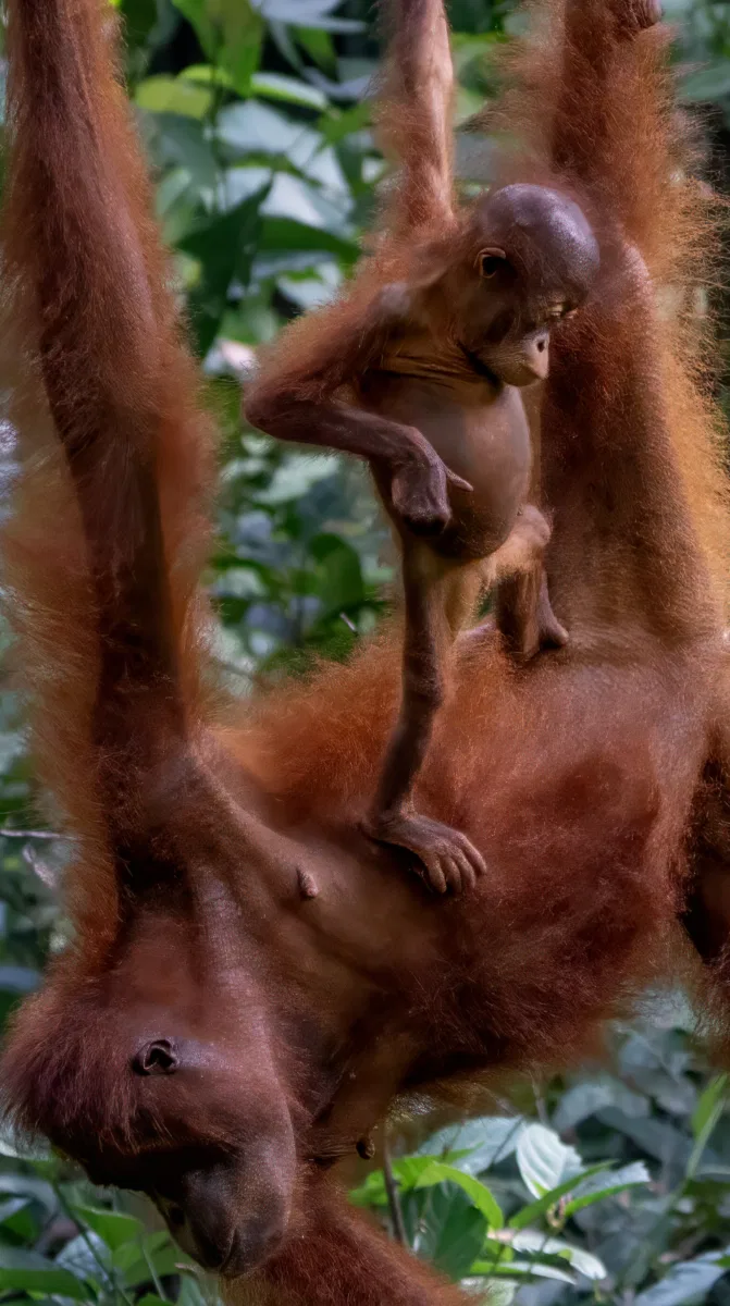 Mammals photograph — Malaysia, Borneo