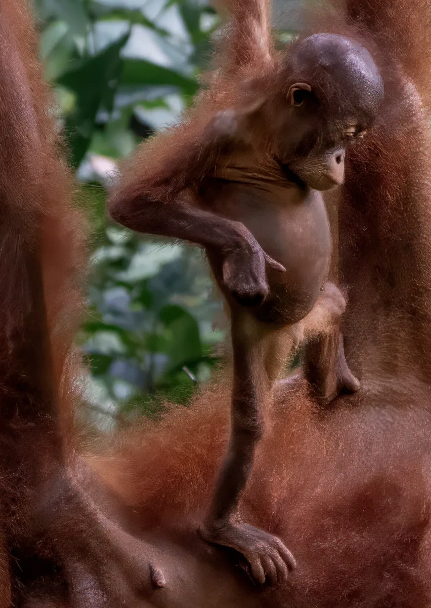 Mammals photograph — Malaysia, Borneo