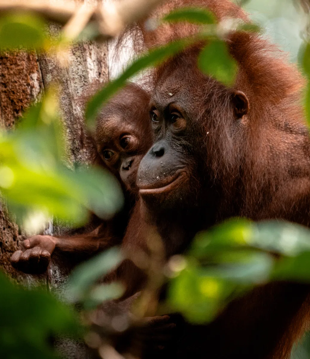Mammals photograph — Malaysia, Borneo