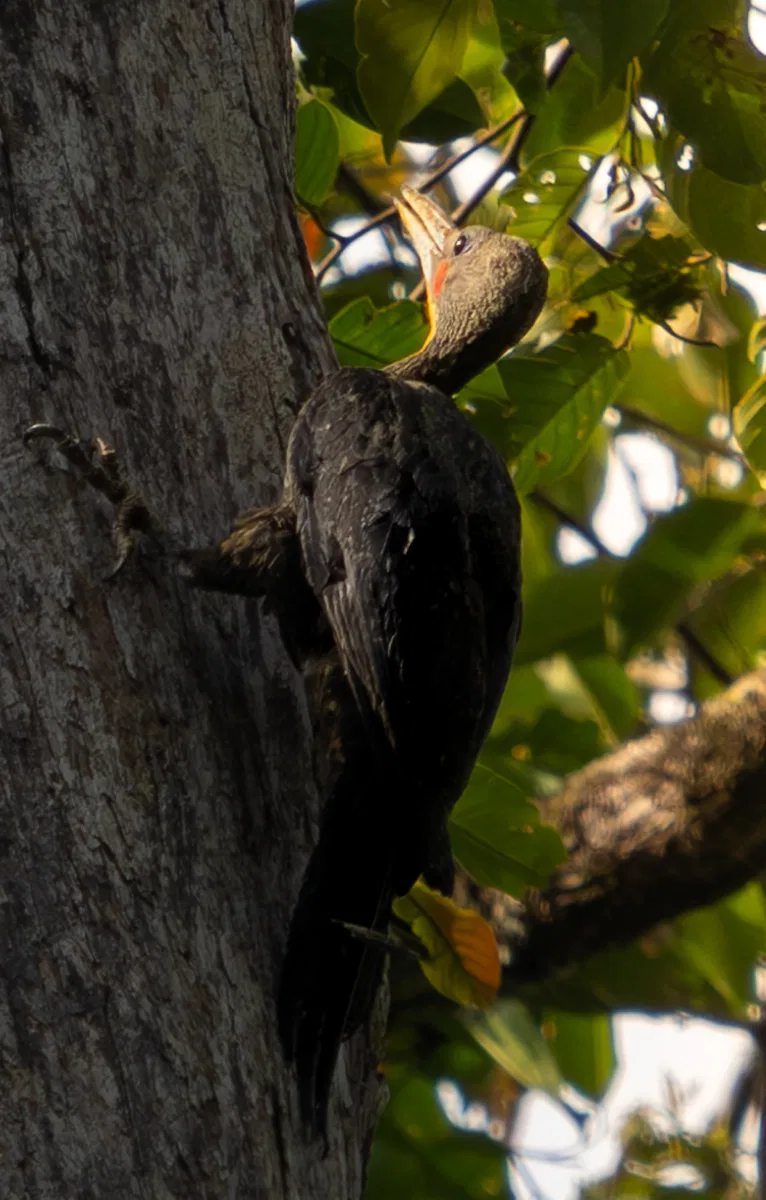 Birds photograph — Malaysia, Borneo