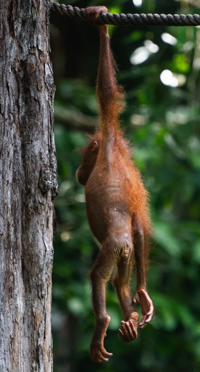 Mammals photograph — Malaysia, Borneo