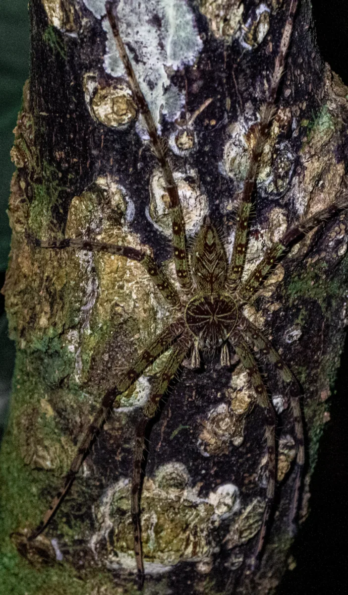 Insects & Spiders photograph — Malaysia, Borneo