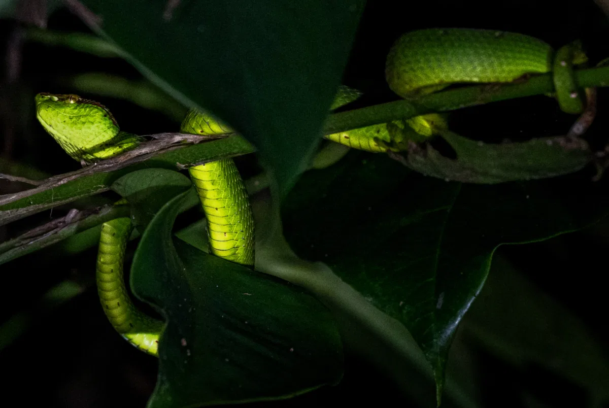 Frogs & Reptiles photograph — Malaysia, Borneo