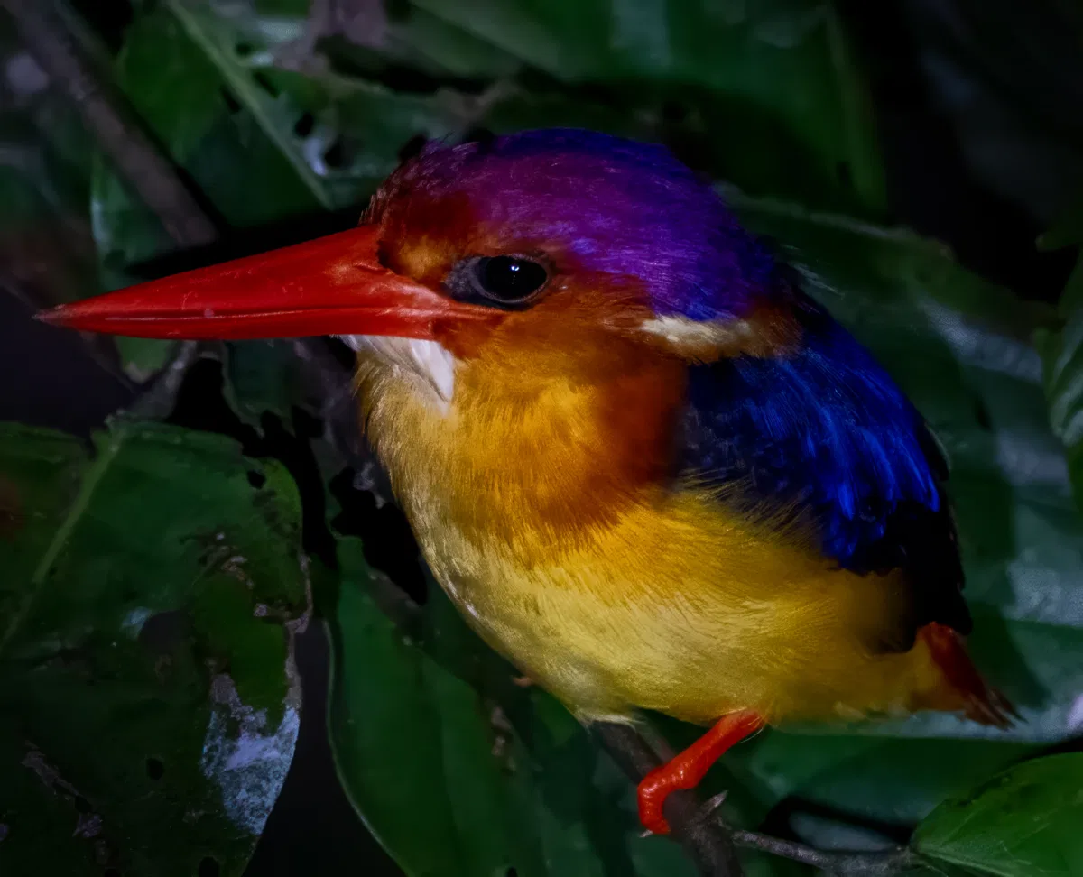 Birds photograph — Malaysia, Borneo