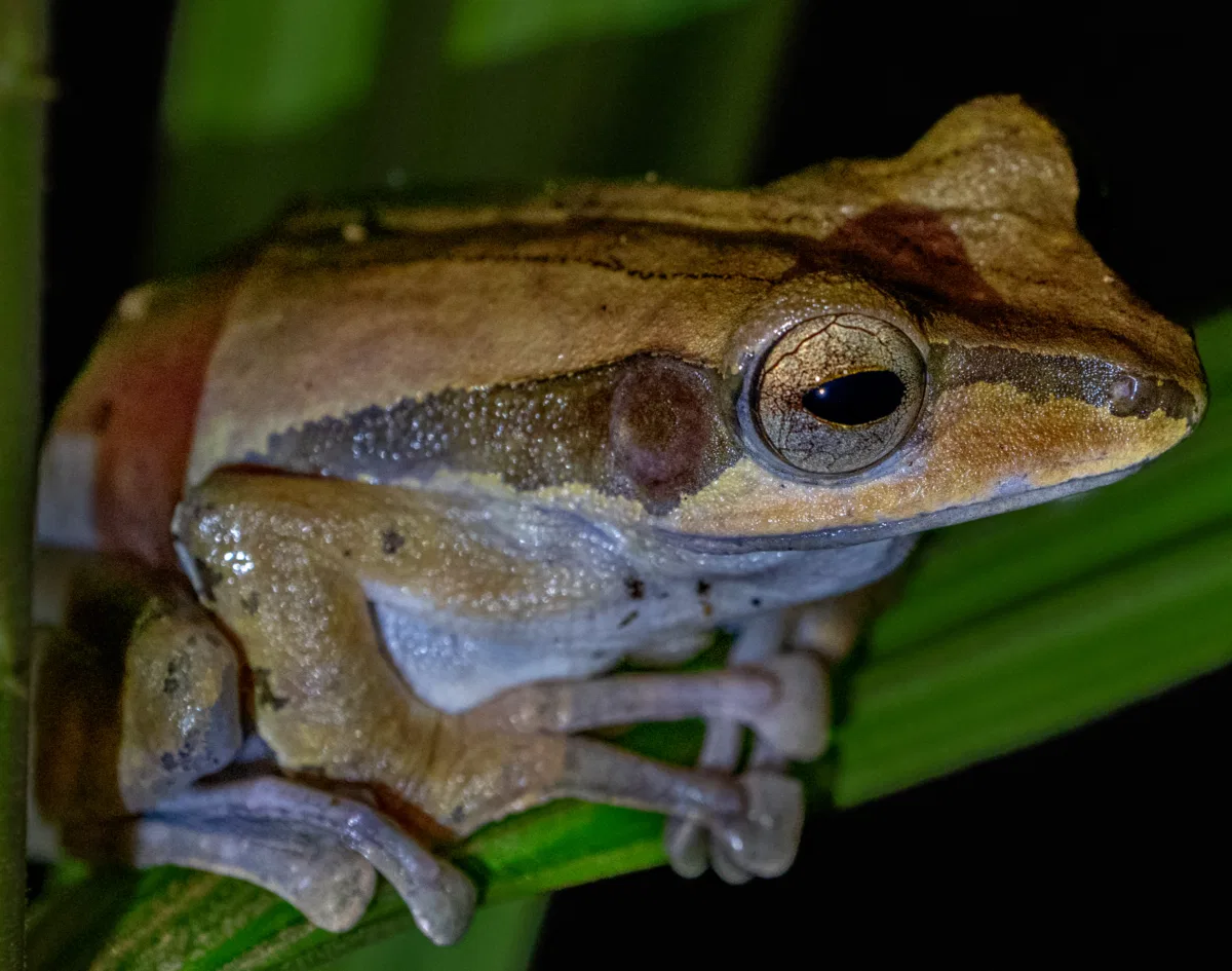 Frogs & Reptiles photograph — Malaysia, Borneo