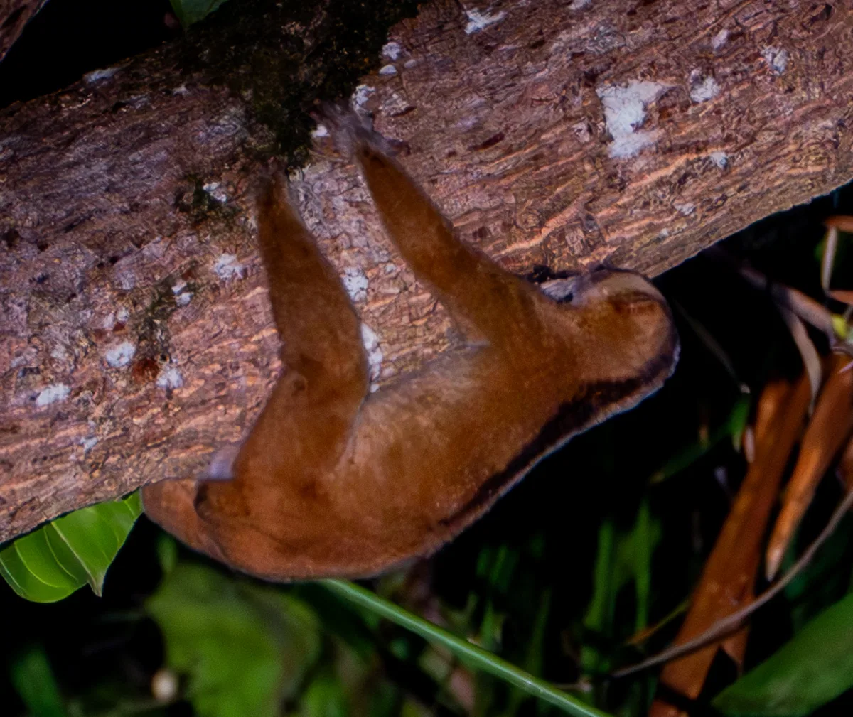 Mammals photograph — Malaysia, Borneo