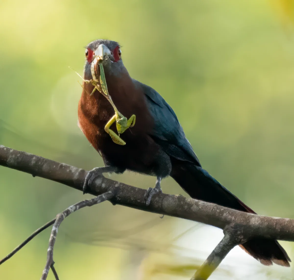 Birds photograph — Malaysia, Borneo