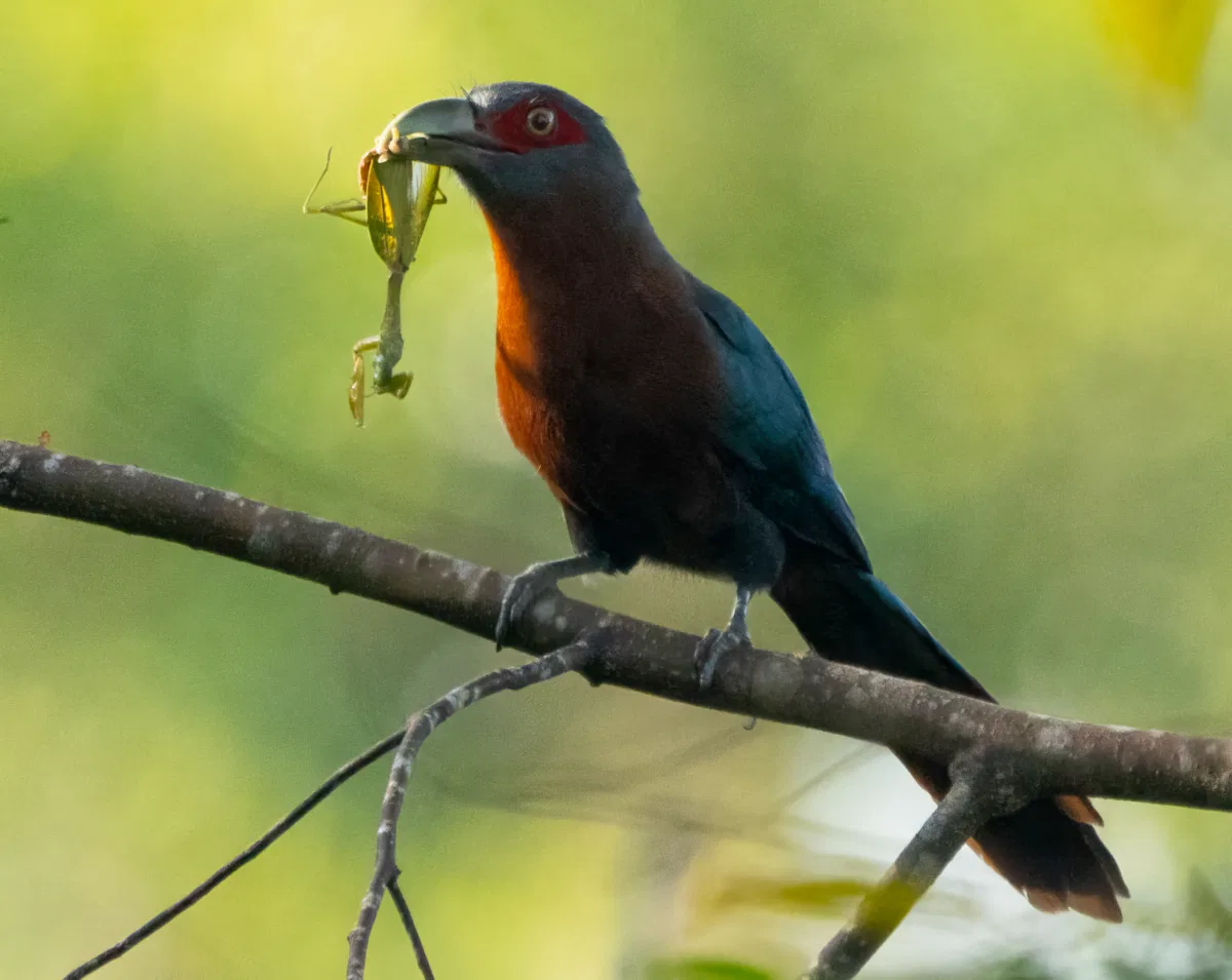 Birds photograph — Malaysia, Borneo