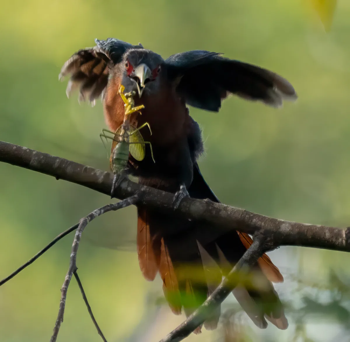 Birds photograph — Malaysia, Borneo