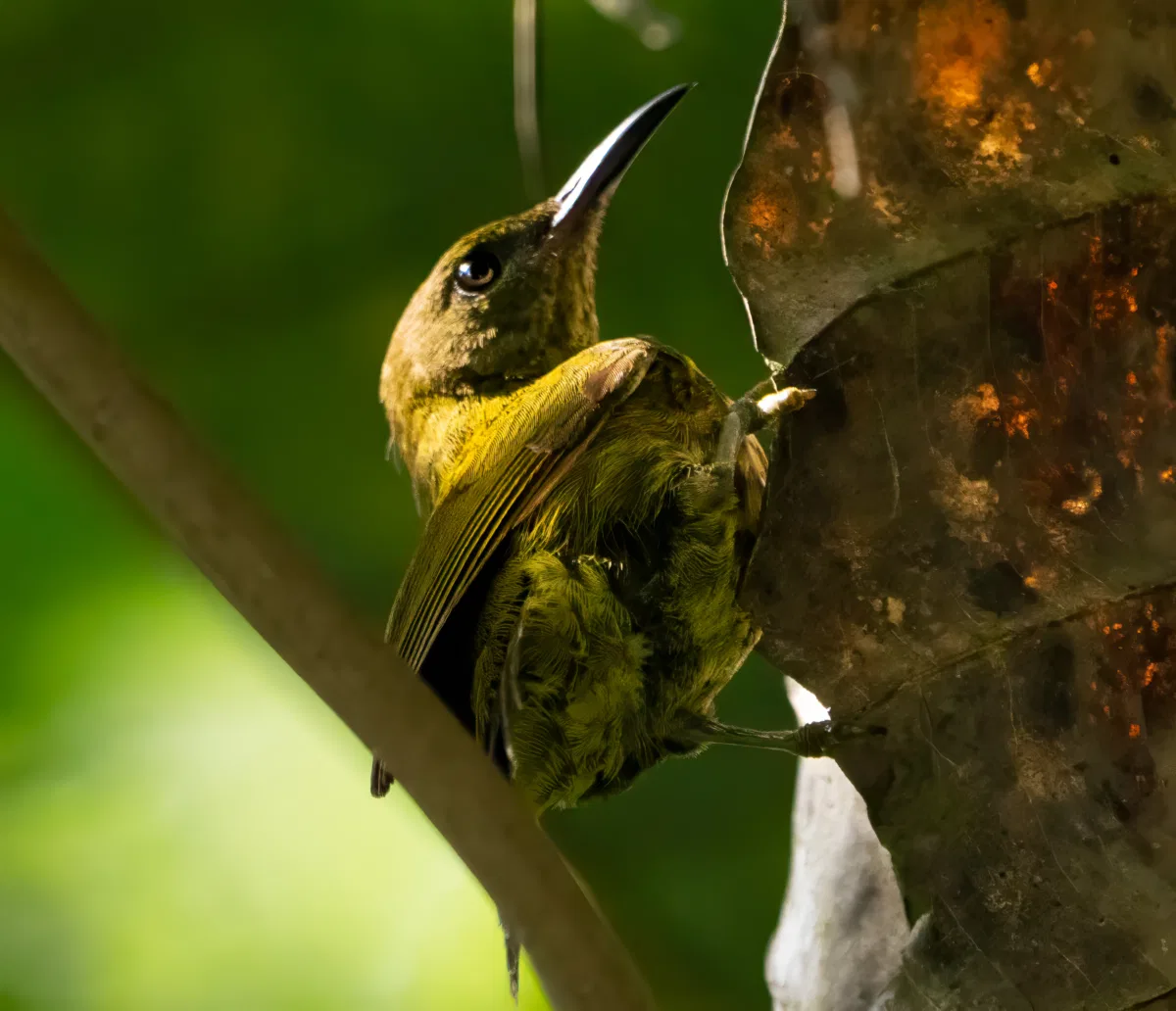 Birds photograph — Malaysia, Borneo