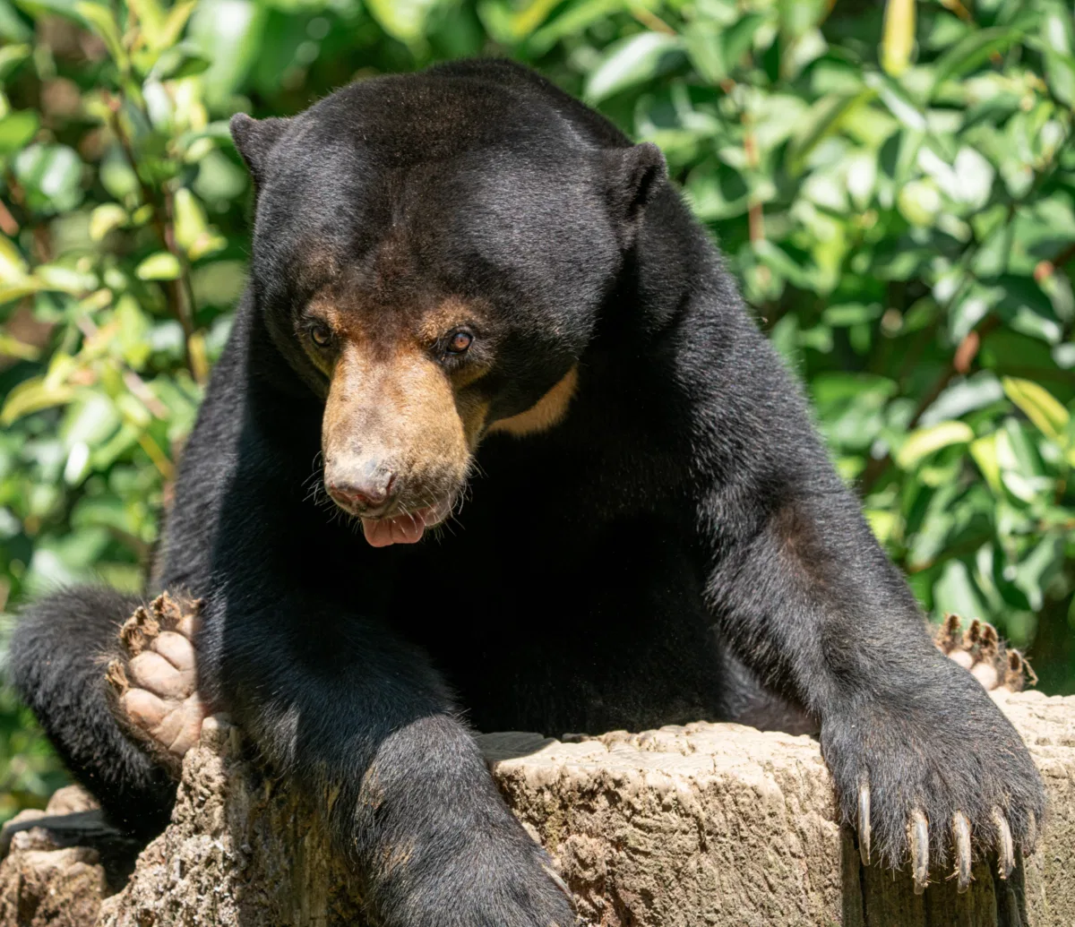 Mammals photograph — Malaysia, Borneo